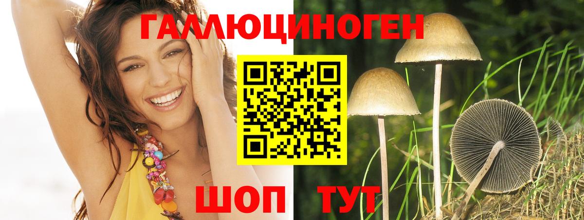 Галлюциногенные грибы Psilocybe Волжский
